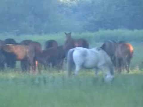 Séta Nyíregyháza körül