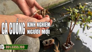 KINH NGHIỆM NUÔI CÀ CUỐNG CHO NGƯỜI MỚI BẮT ĐẦU