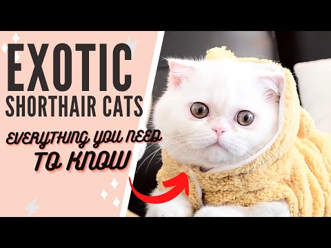 The Exotic Shorthair Cat 101 : Breed & Personality