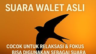 Download lagu π Suara Walet Asli Menenangkan β’ Cocok untuk Relaksasi & Daya Tarik Walet mp3 Download lagu π Suara Walet Asli Menenangkan β’ Cocok untuk Relaksasi & Daya Tarik Walet mp3