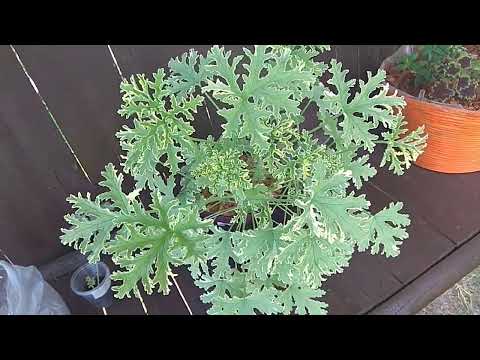 фото пеларгония. герань душистая для окна и сада 0