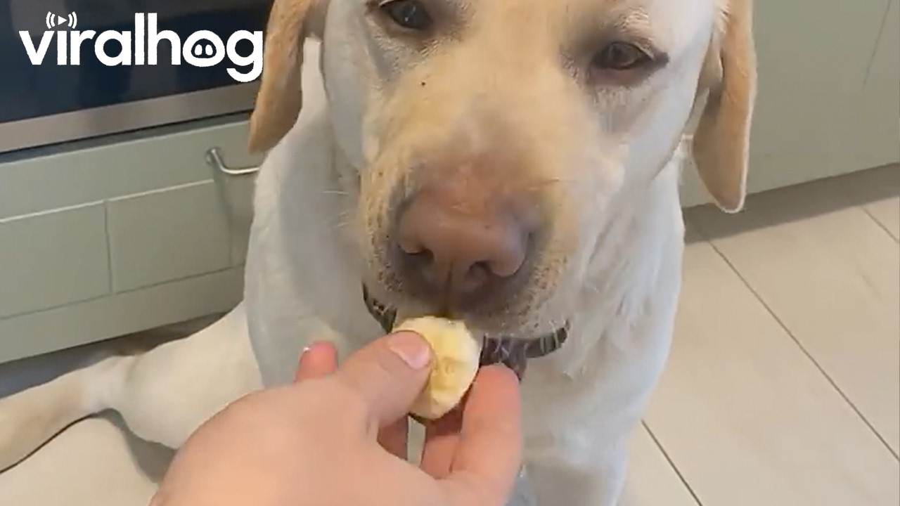 Dog Takes Banana But Leaves Pill Behind || ViralHog