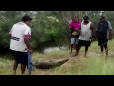Crocodile blamed for attack on 68-year-old caught, killed