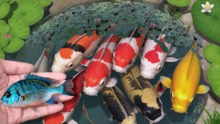 Download lagu Serok ikan dalam kolam, ikan hias, ikan warna-warni, ikan koi, ikan mas koki, ikan molly, ikan komet mp3 Download lagu Serok ikan dalam kolam, ikan hias, ikan warna-warni, ikan koi, ikan mas koki, ikan molly, ikan komet mp3