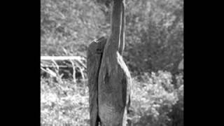 Rain Song - Native Deen