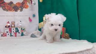 マルチーズの動画01