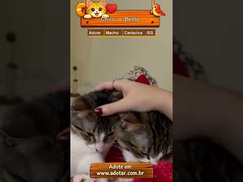 Vídeo de Chico e Bento