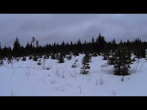 Metsolan Metsäkoulu 65, hirvituhoista