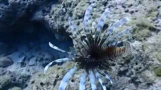 20161030 小琉球岸潛13 - 獅子魚again