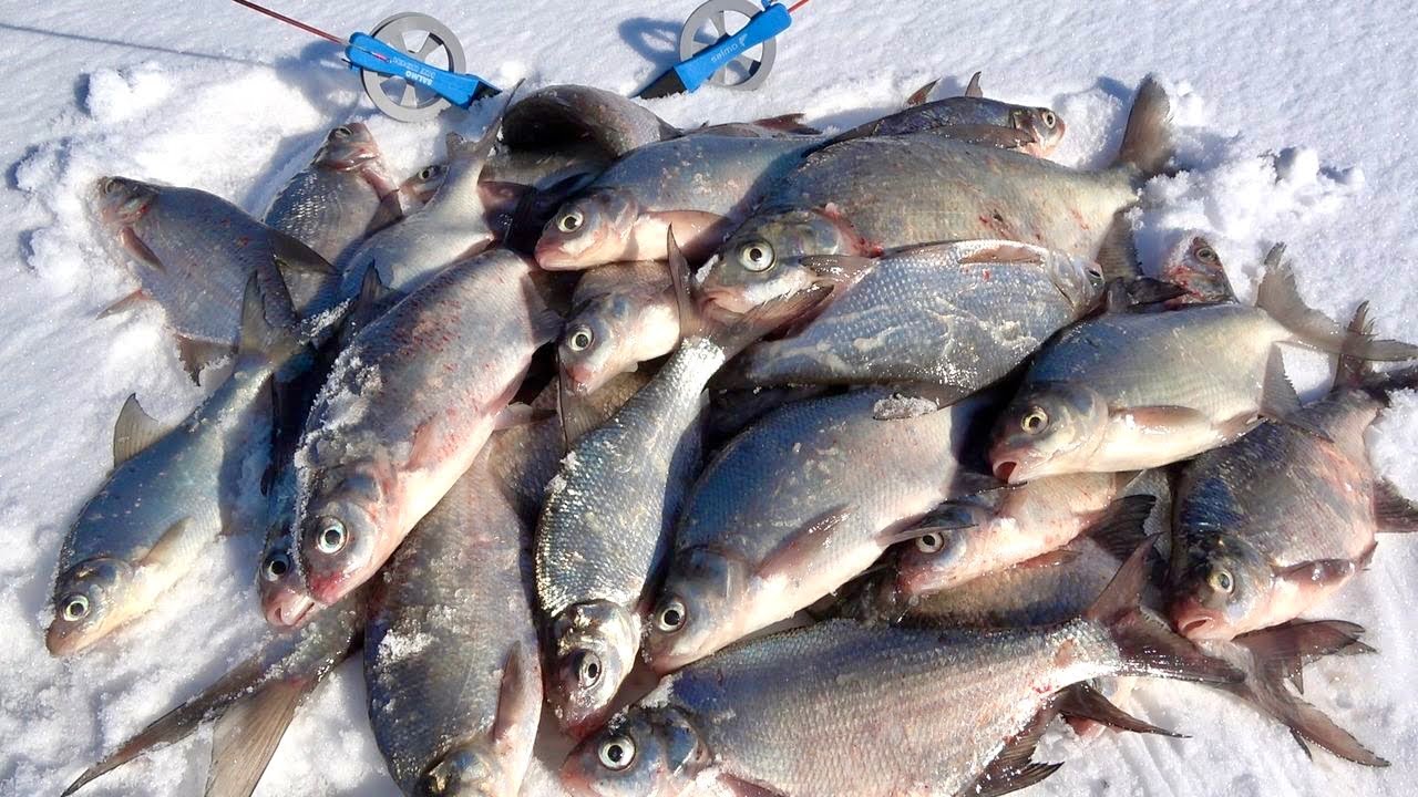 Рыбалка на зимнего леща! Тактика поиска рыбы на реке!