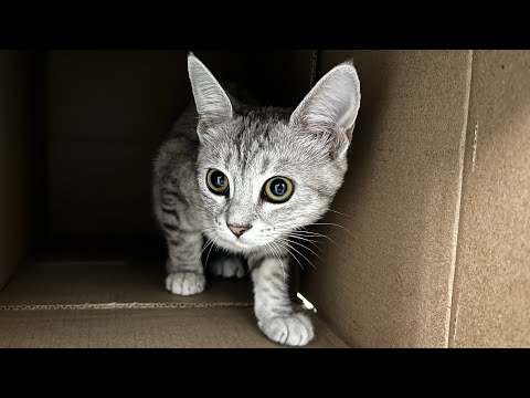I am a kitty, Always looking pretty. A must watch video 🐈