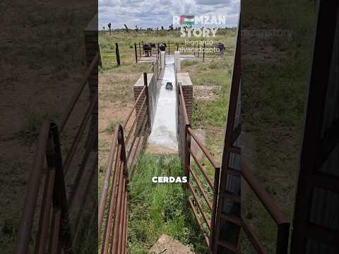 Cara Cerdas Memandikan Sapi