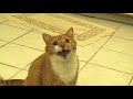 The New Shortest Video On Youtube 2023