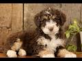 Mini Bernedoodle dogs for sale: King  - Video 1