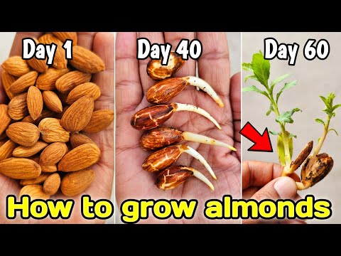 How to grow almonds from seeds, How to grow almond tree at home
