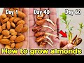 How To Grow Almonds From Seeds How To Grow Almond Tree At Home