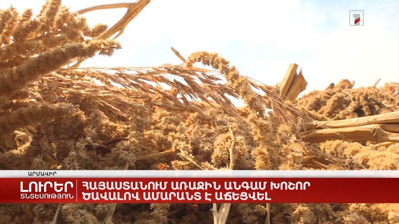 Հայաստանում առաջին անգամ խոշոր ծավալով ամարանտ է աճեցվել