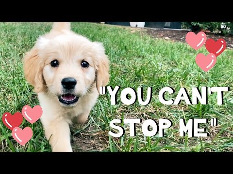 "You Can't Stop Me" - Original Song
