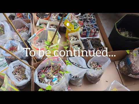 🇨🇦How I grow my own organic veggies & herbs in Canada  day 9 + putting up the bamboo for the plants🌾