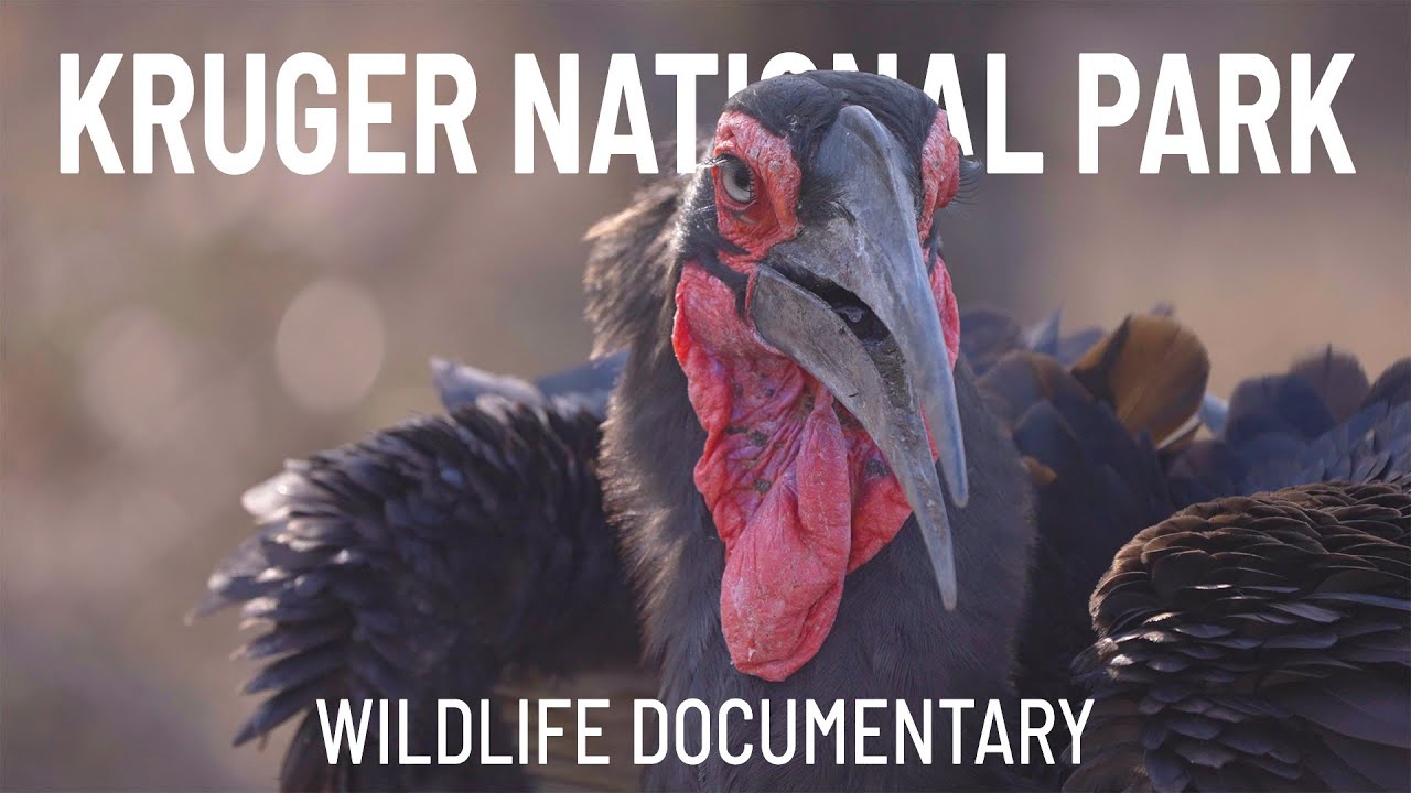 Birds you can see in Kruger National Park, and where we found them