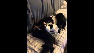 Sibling rivalry - Dachshund puppy being sassy with her brother