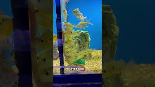 Incredible Fish Store Tour (Austin Aqua Dome)