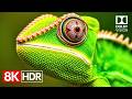 Breathtaking 8K Video Ultra HD 8K HDR 60fps Dolby Vision