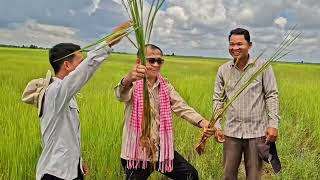 ទម្លាប់ធ្វើស្រែកសិករនិងការធ្វើស្រែតាមគោលការណ៍ស្រែល្អ យកមួយណា ?
