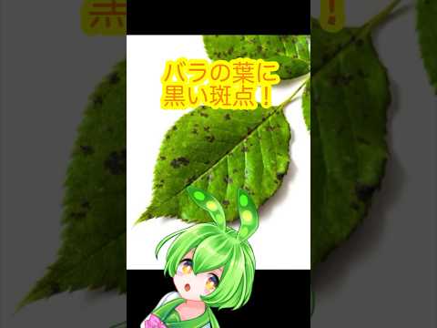 黒斑点バラ病を治療および予防することはできますか?  庭園