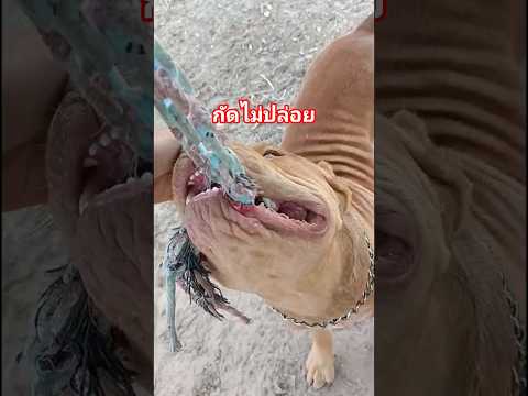 เมื่อสุนัขพิทบูลกัดไม่ปล่อย(เป็นการแสดง) #พิทบูลแบนด็อก #เลี้ยงพิทบูล #ฝึกพิทบูล