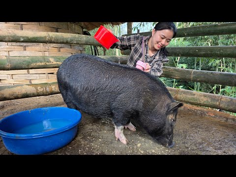 Tieu Ly bathes her pet pig, after winter has ended and spring has arrived.