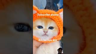 Download lagu #cat mewa #funny #kitten #cutecat #catvideos mp3 Download lagu #cat mewa #funny #kitten #cutecat #catvideos mp3
