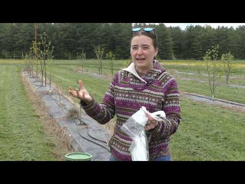 How to graft a pawpaw tree