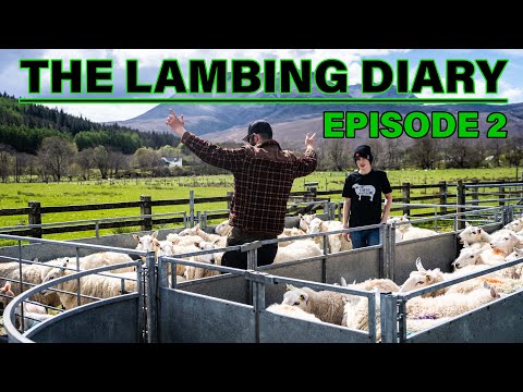 The Good, The Bad and The Gangster Farmer | Lambing Diary - EP. 2 | Scottish Highland Sheep Farming