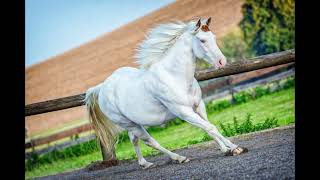 Arlin Çuka - Kali I Bardhë