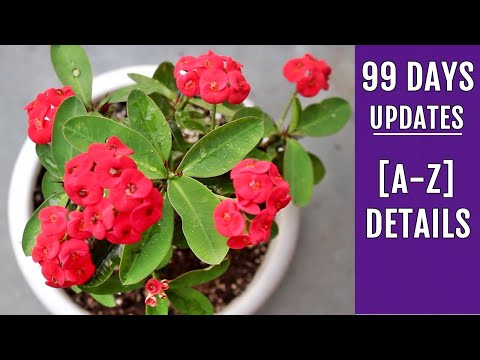 RIGHT Way to Grow & Care for Euphorbia Milii [Complete Info]