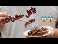 أكل حشرات و بروتين الجراد