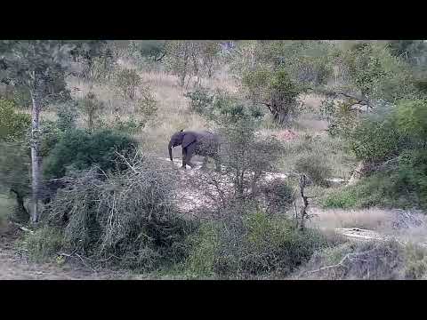 Djuma: Elephants feeding on the other side of the dam - 16:04 - 04/25/2022