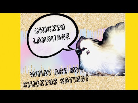 Learn to Speak Chicken. What are my Chickens Saying? Chicken Language Documentary