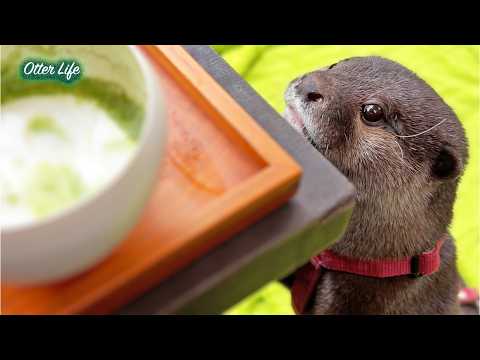 Teestunde am Flussufer mit niedlichen Ottern