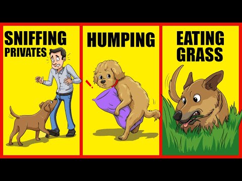 Why Do Dogs Eat Grass? | 12 Strangest Dog Behaviors