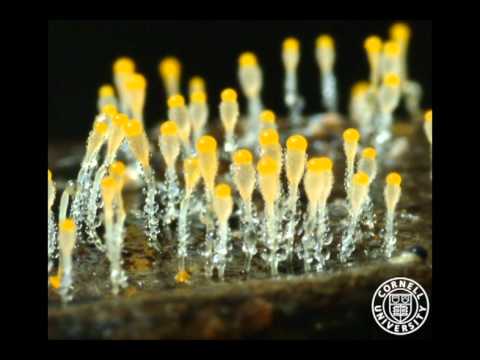 Pilobolus crystallinus 1b