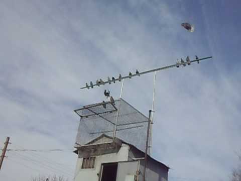 николаевские голуби в липецке и липецкой области. липецкий голубь. голуби сарикафа-сабуни. николаевские мастные голуби. голуби липецка.
