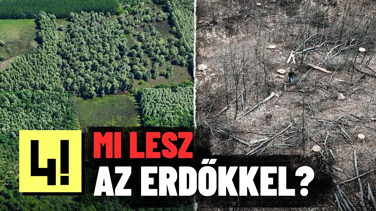Botrányos esetek a természetvédelemben, a nemzeti park közepén is kivágták az értékes fákat