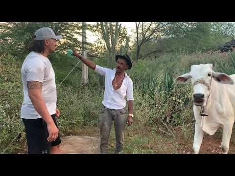 TIRINGA, O NOVO REI DO GADO 😂 | COMÉDIA SELVAGEM ®