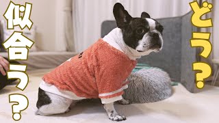 楽しみにしてた愛犬の洋服が届きました！😆✨