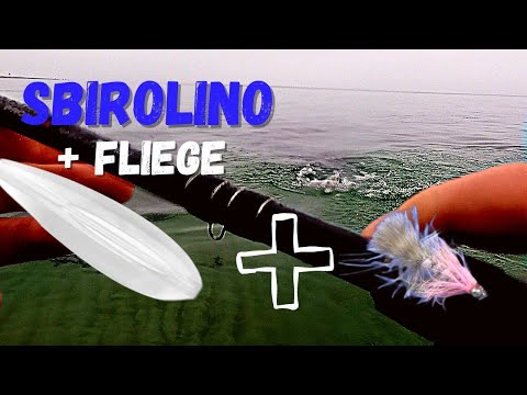 Meerforelle | Spinnfischen mit Sbirolino und Fliege: Tipps für Fänge an der Küste!