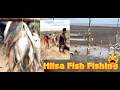 Ilish Hilsa Fish Live Fishing In Bhadbhut Gujarat Only 120Rs Fish Market Palva Modar Seefood