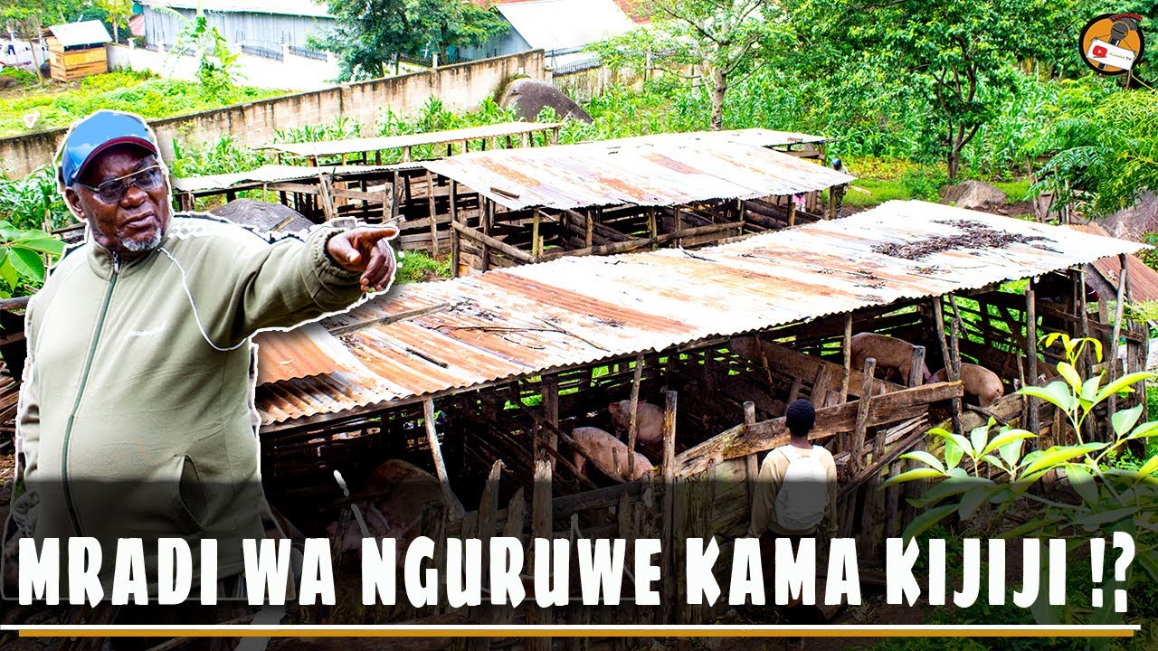 MZEE MSTAAFU AELEZA SIRI YA  UTAJIRI WAKE ALIOPATA KWENYE UFUGAJI WA NGURUWE.