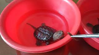 Rùa common baby ăn cá so cool so cute
